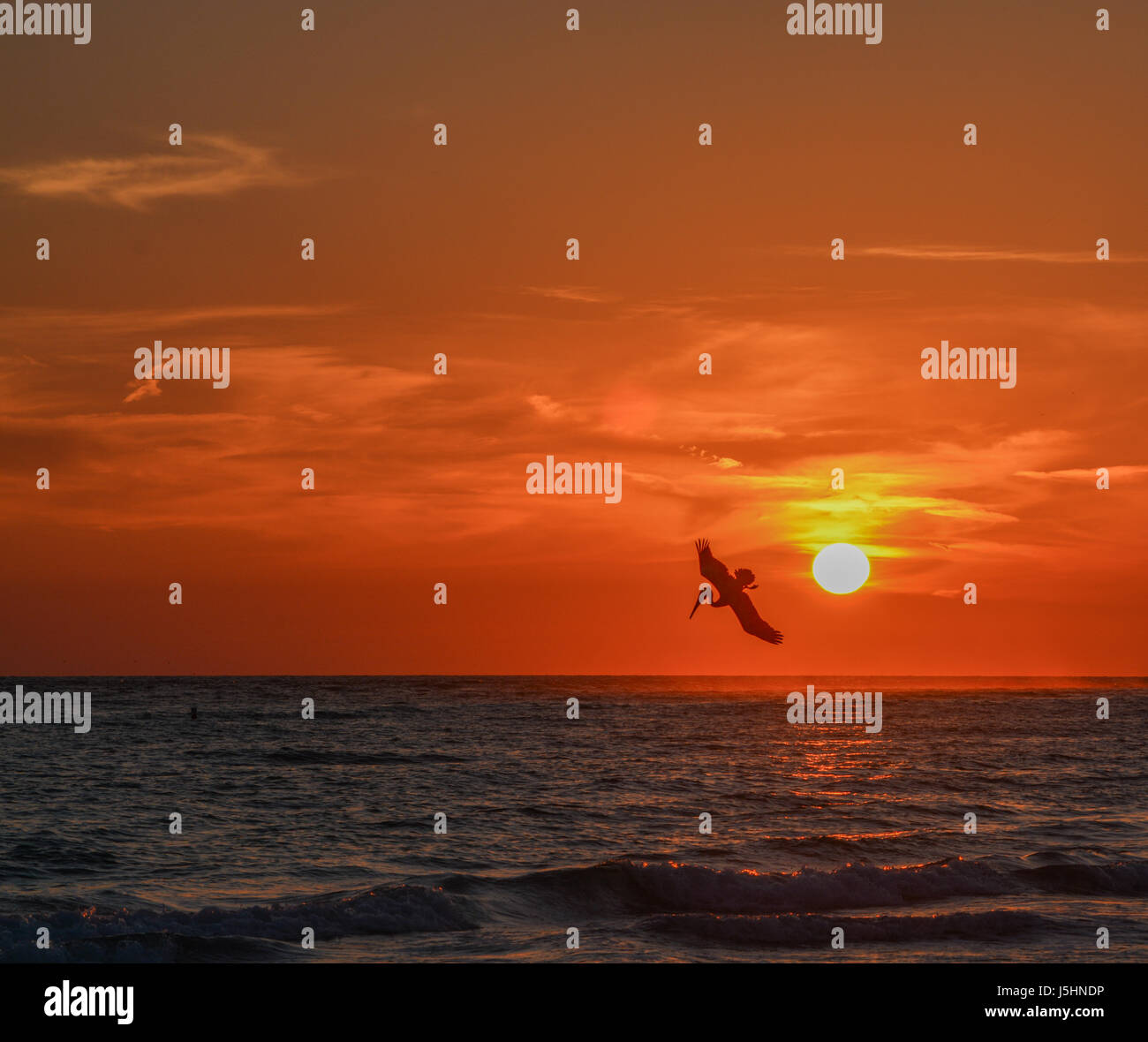 Brauner Pelikan (Pelecanus Occidentalis) Tauchen für Fische bei Sonnenuntergang am Golf von Mexiko in Florida Stockfoto