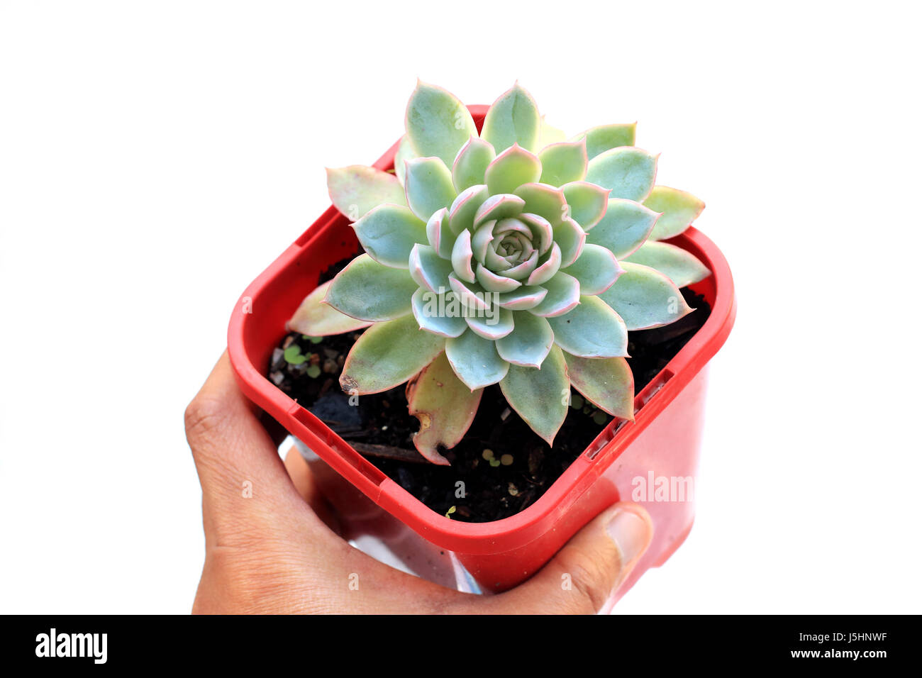 Echeveria Sukkulente Topfpflanze auf weißen Hintergrund isoliert Stockfoto Echeveria Sukkulente Topfpflanze auf weißen Hintergrund isoliert Stockfoto