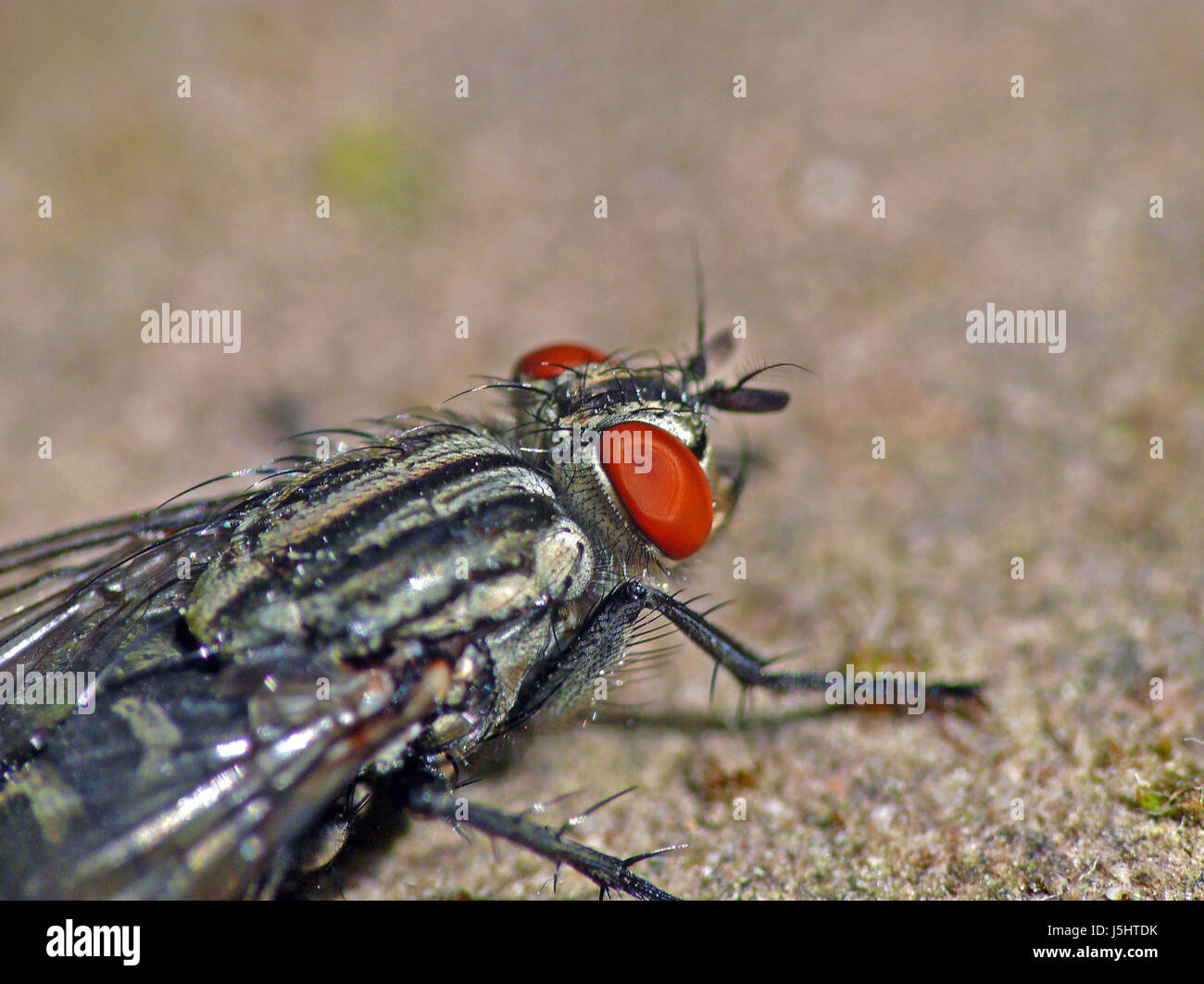 Insekten, fliegen, Zusammenarbeit, grau, grau, Zweiflgler, Fleischfliege, Sarcophaga, carnaria Stockfoto