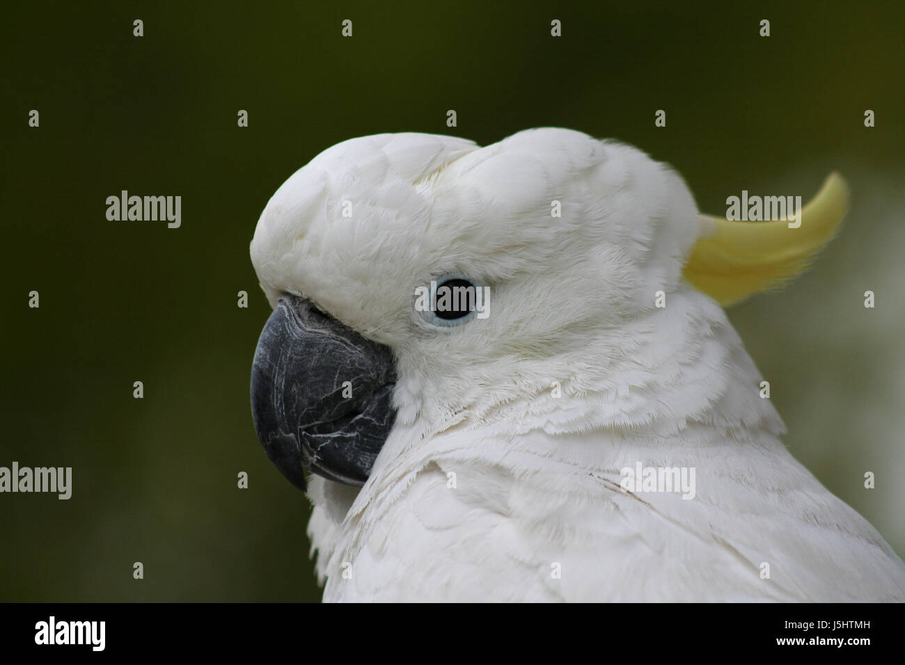 Vogel Vögel Kakadu gefiederten Papagei gelbe Gelbhaubenkakadu Cacatua galerita Stockfoto