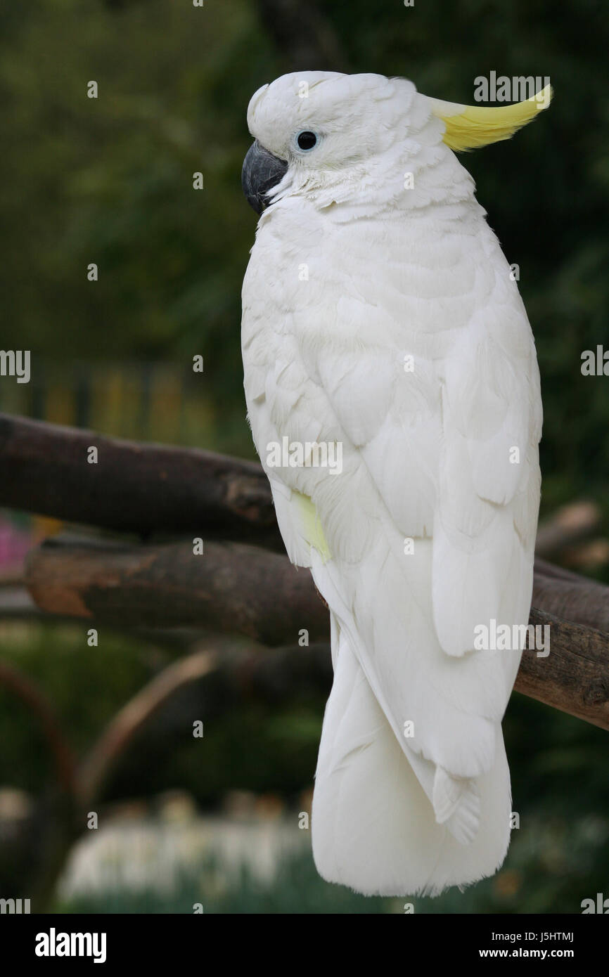 Vogel Vögel Ast Branchage gefiederten Kakadu Papagei gelb gelbhaubenkakadu Stockfoto