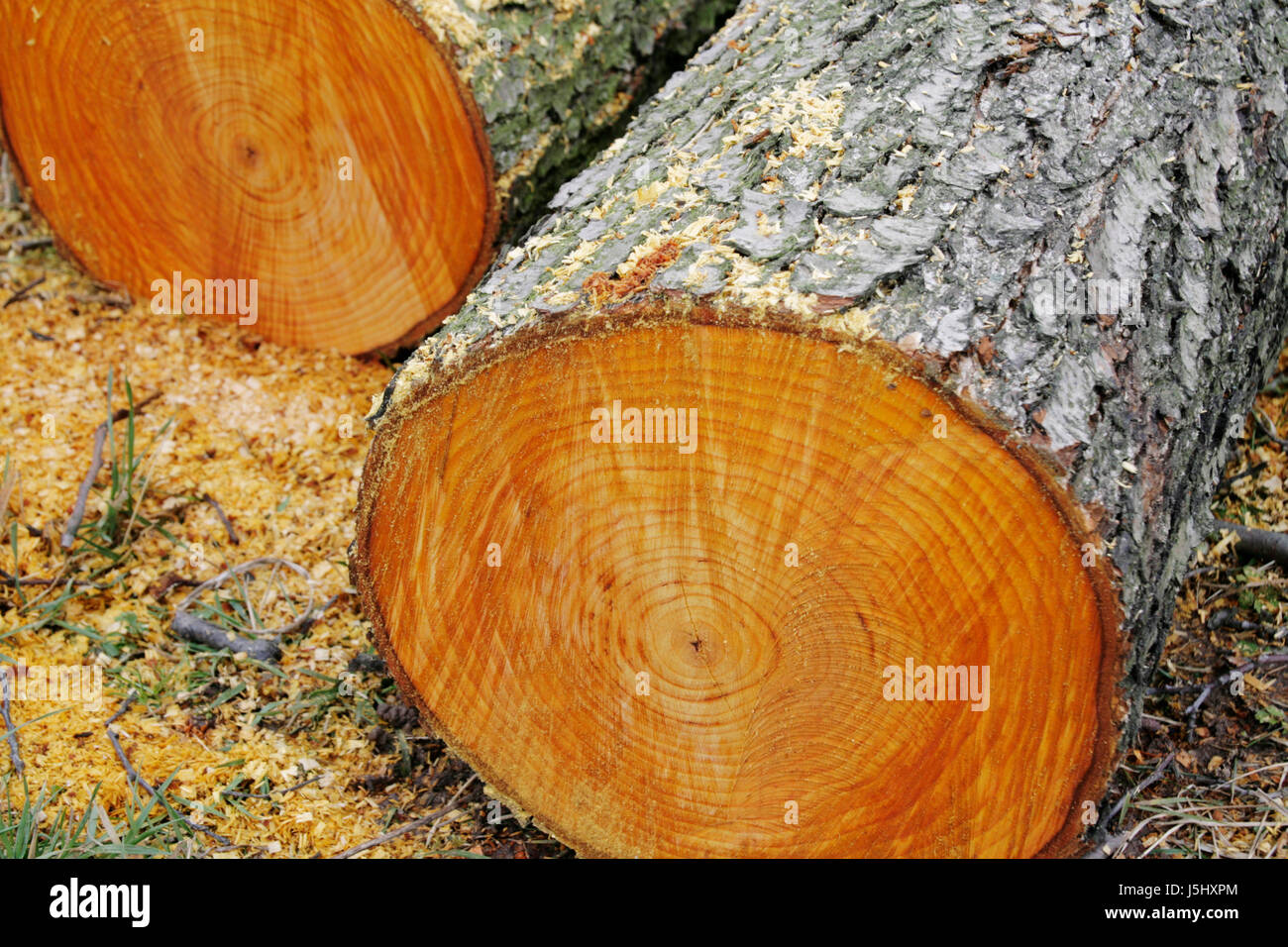 Holzstamm Stämmen geschnitten Querschnitt Hartholz gesägt Jahresringe geschlagen Laub- Stockfoto