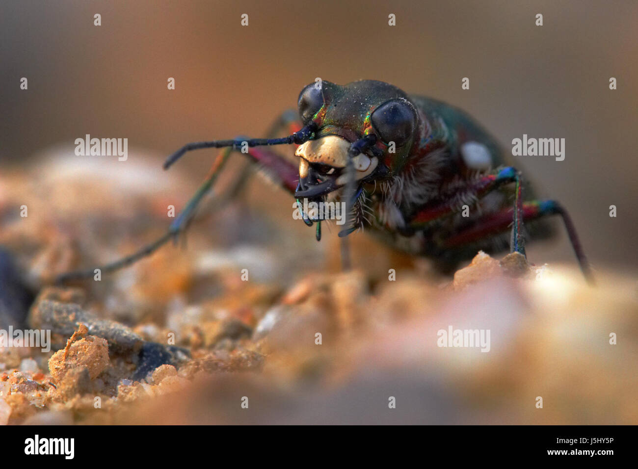 Beine Makro Nahaufnahme Makro Aufnahme hautnah Ansicht Insekt Insekten Augen Käfer Stockfoto