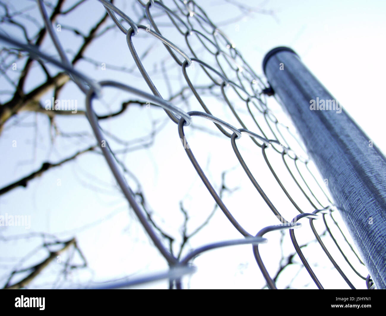 blauer Baum Bäume Zweige Säule Zaun Metall Grenze Maschendraht Maschendraht Stockfoto