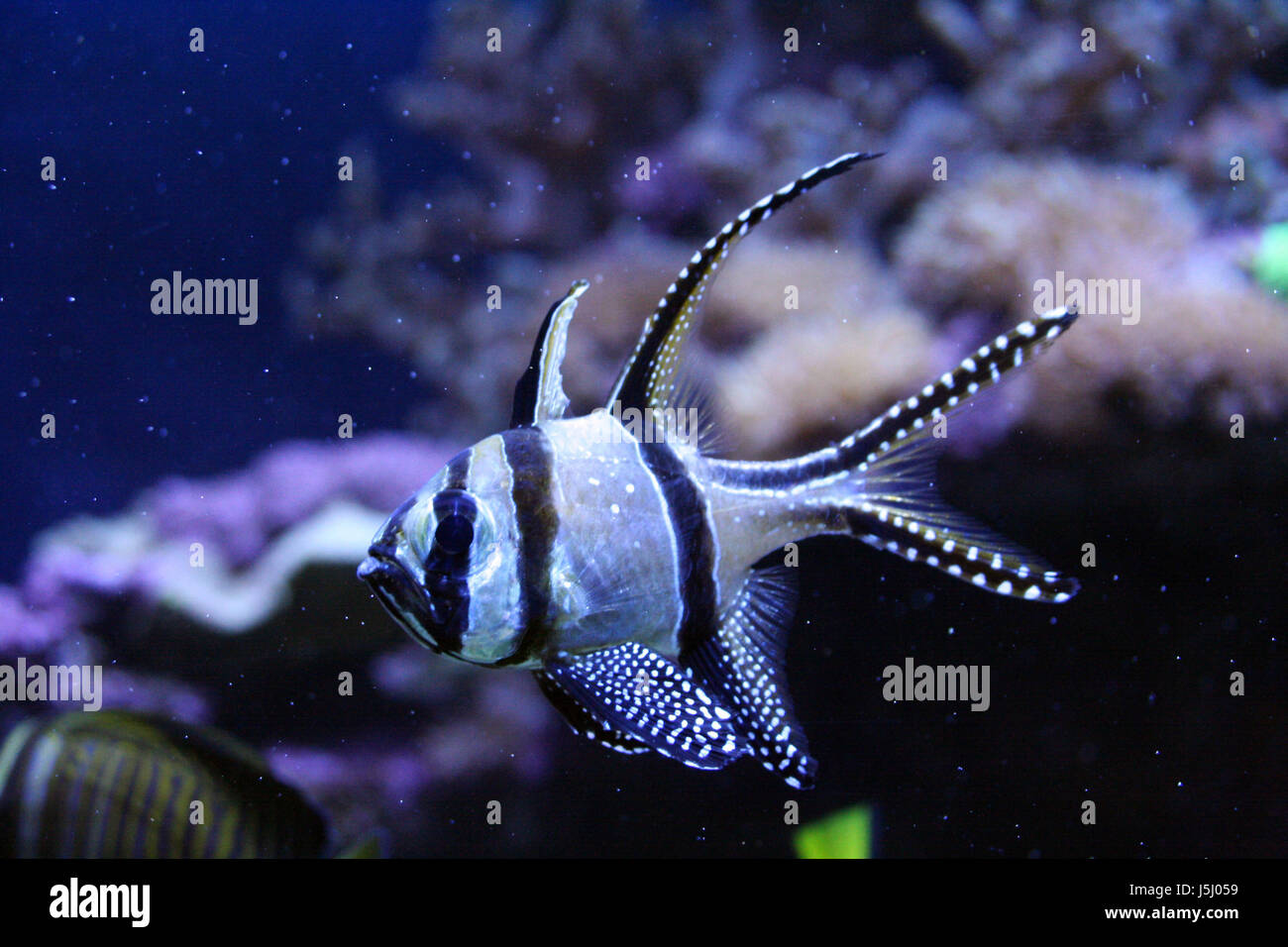 Fisch Wasser blau Mund Fisch Auge Orgel schwarze dunkelhäutige kohlschwarze tiefschwarze blank Stockfoto