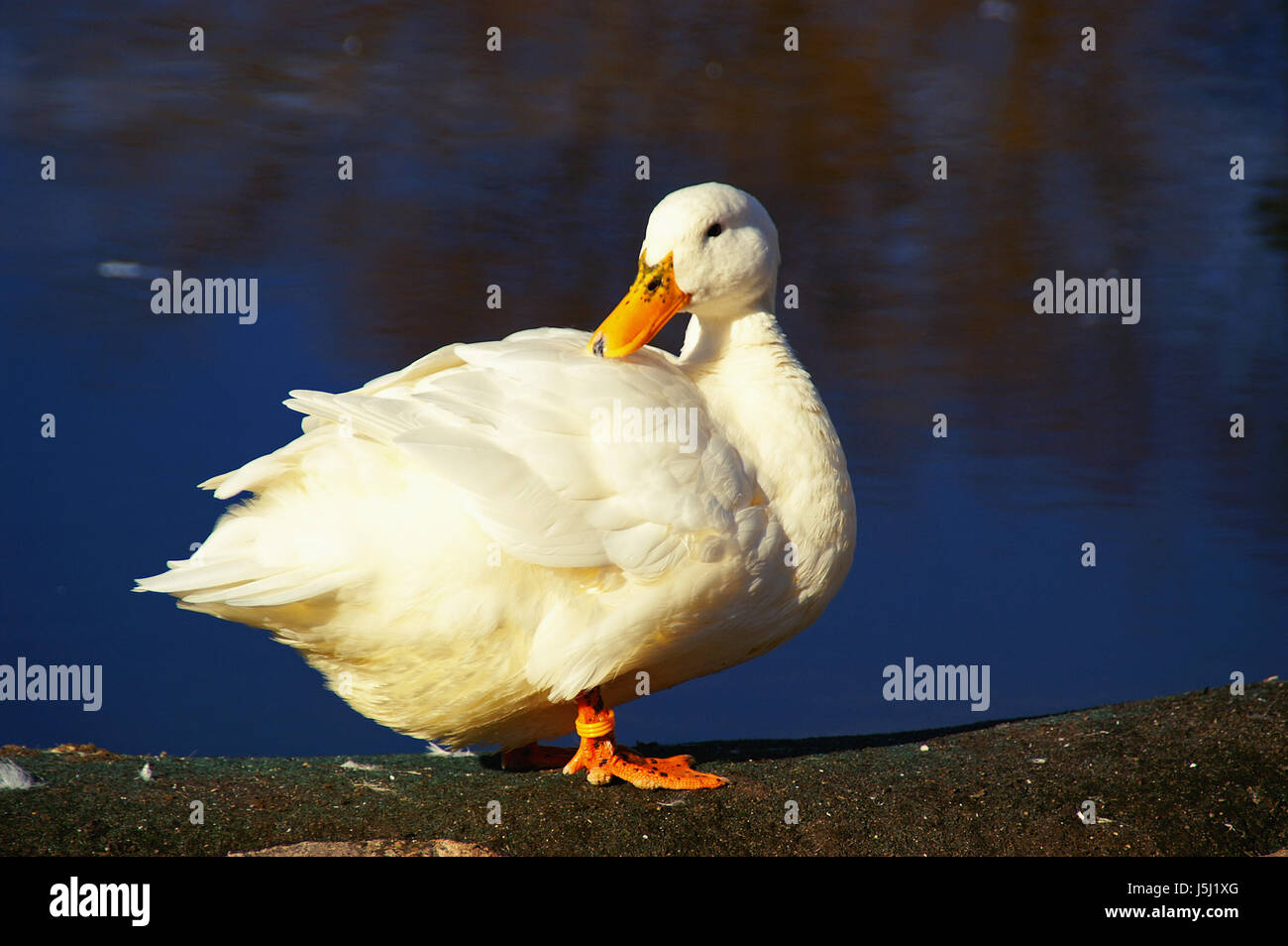 schöne beauteously schöne Vogel Schwan Vögel Federn Schnabel Befederung Ente Stockfoto