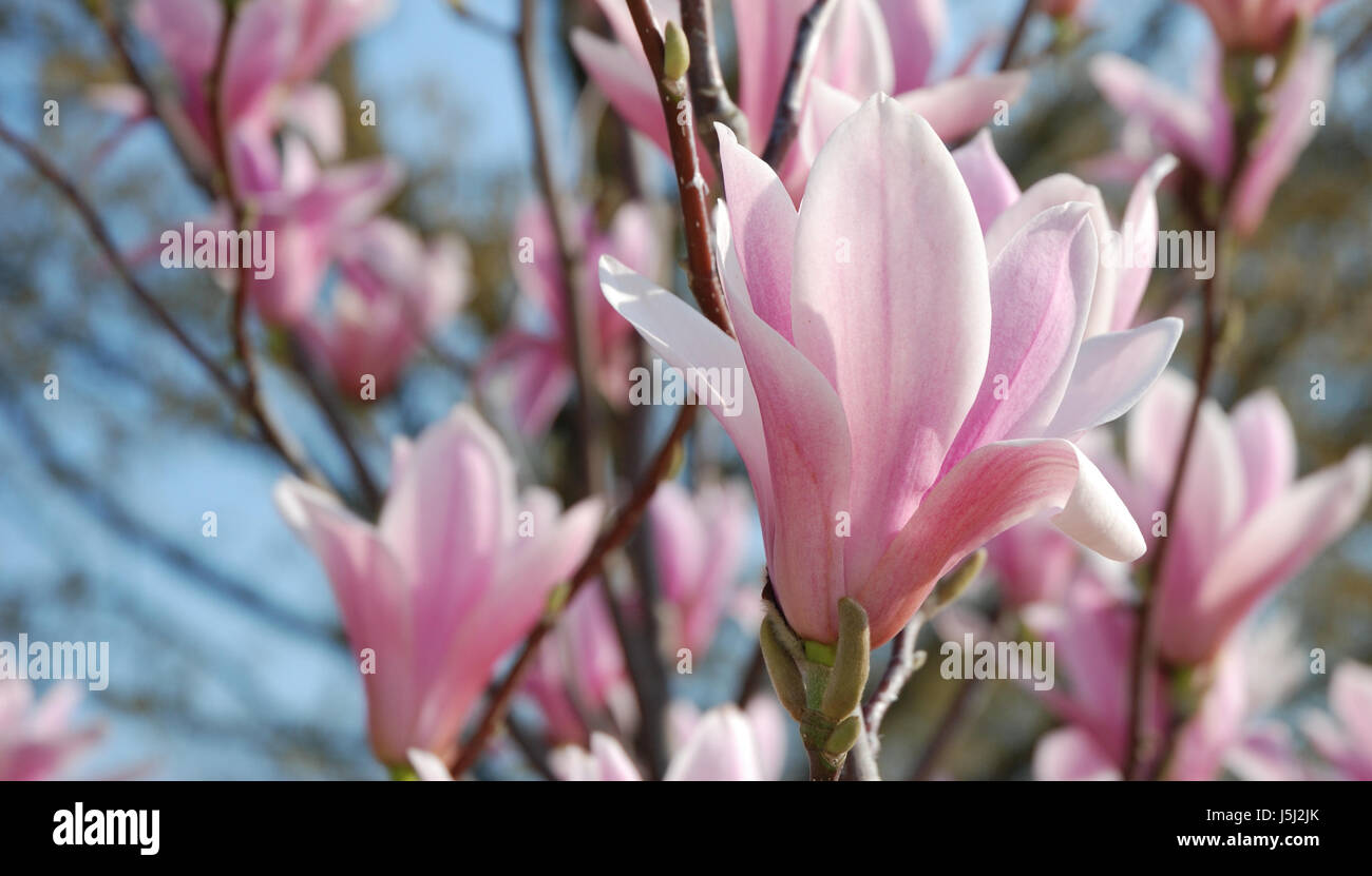 Glas Kelch Becher Gefahr Detail Baum Blüte Blüte gedeihen gedeihen Stockfoto