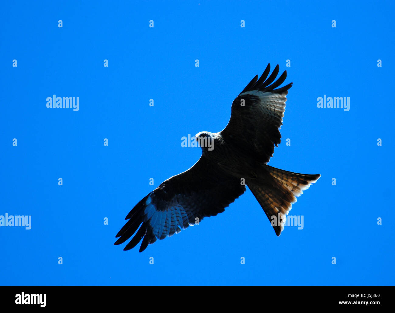 Vogel Vögel Greifvögel Raptor jagen durchscheinenden Kino Foto Bild zeichnen Stockfoto