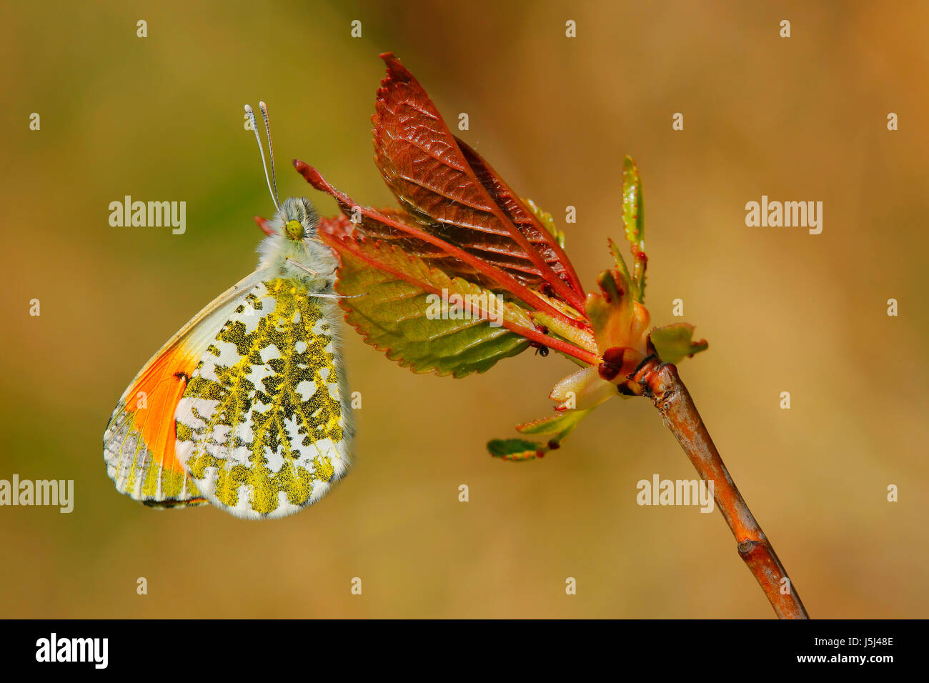 Farbe Schmetterling Flügel Knospe offene Motte Federantenne Schmetterlinge setzen sitzen sit Stockfoto