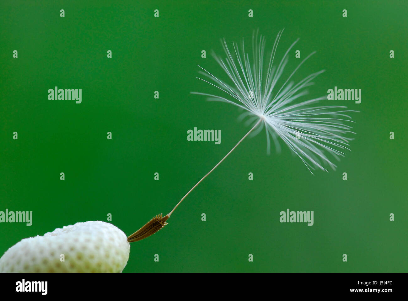 Nahaufnahme Makro Nahaufnahme Makro Aufnahme Ansicht Blüte Blüte gedeihen gedeihen Stockfoto