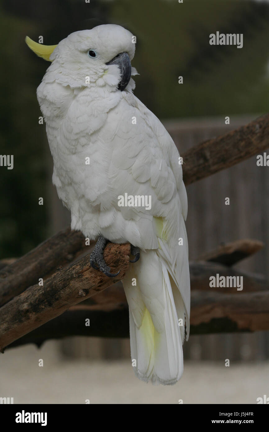 Vogel Vögel Ast Branchage gefiederten Kakadu Papagei gelb gelbhaubenkakadu Stockfoto