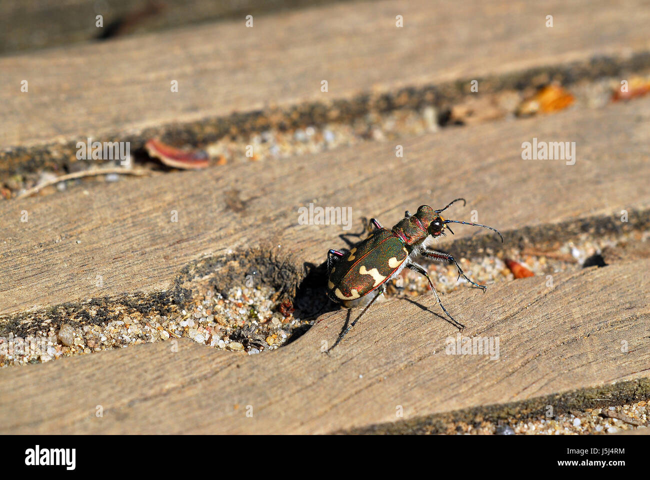Insekt Insekten Holz Boden Boden Erde Humus Käfer schillernde Leinwand Stockfoto