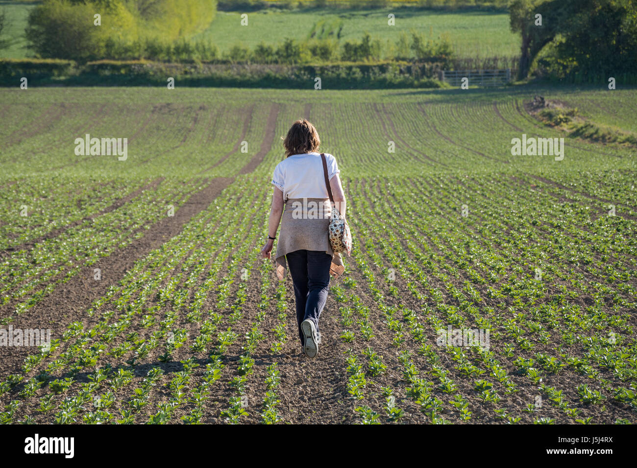 Frau zu Fuß durch ein Feld von Saubohne Sämlinge an einem sonnigen Tag, Shropshire, UK. Er konnte die Idee des Neuanfangs, einen Neuanfang dar. Stockfoto