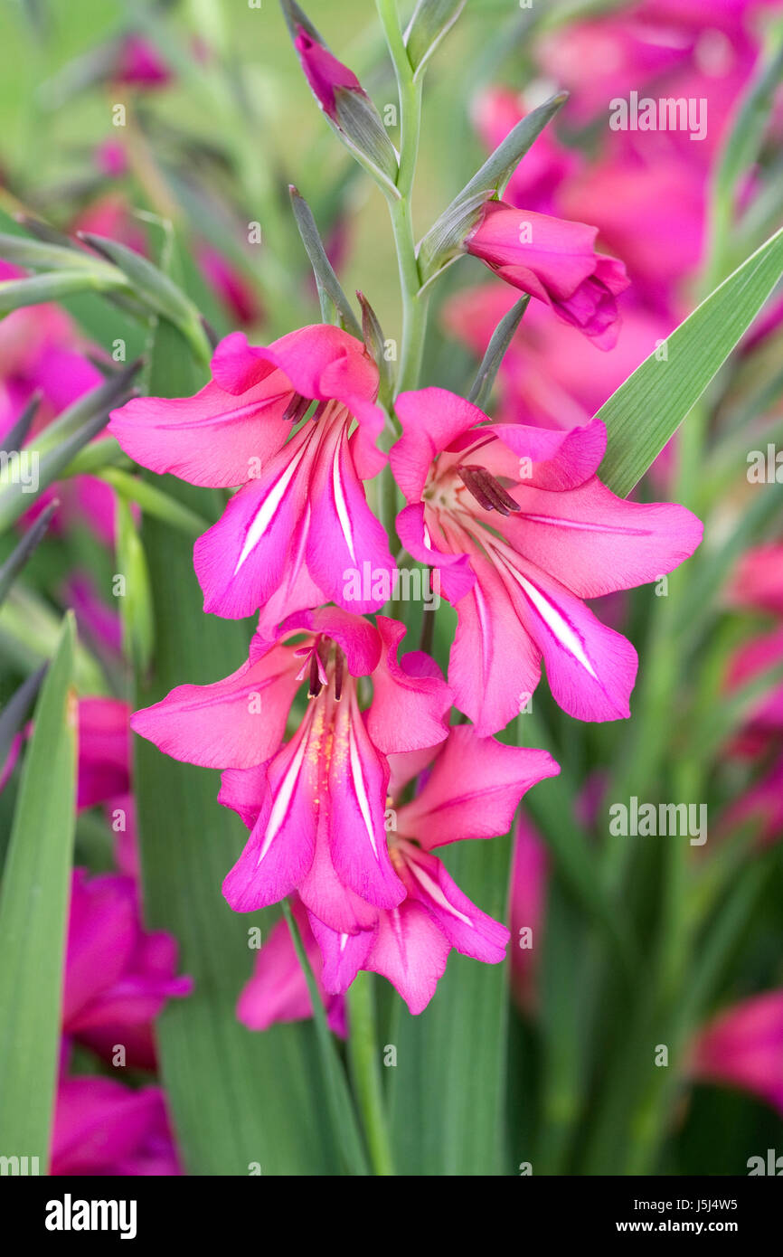 Gladiolus Communis Byzantinus Subspecies Blumen im Frühjahr. Stockfoto