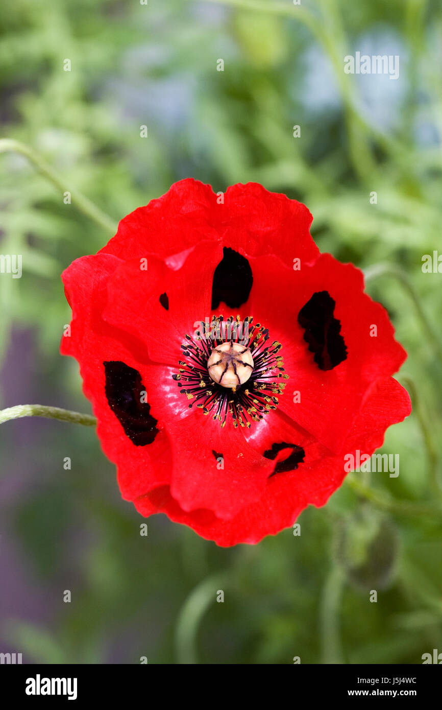 Papaver Commutatum "Marienkäfer" Blüte im Frühjahr. Stockfoto