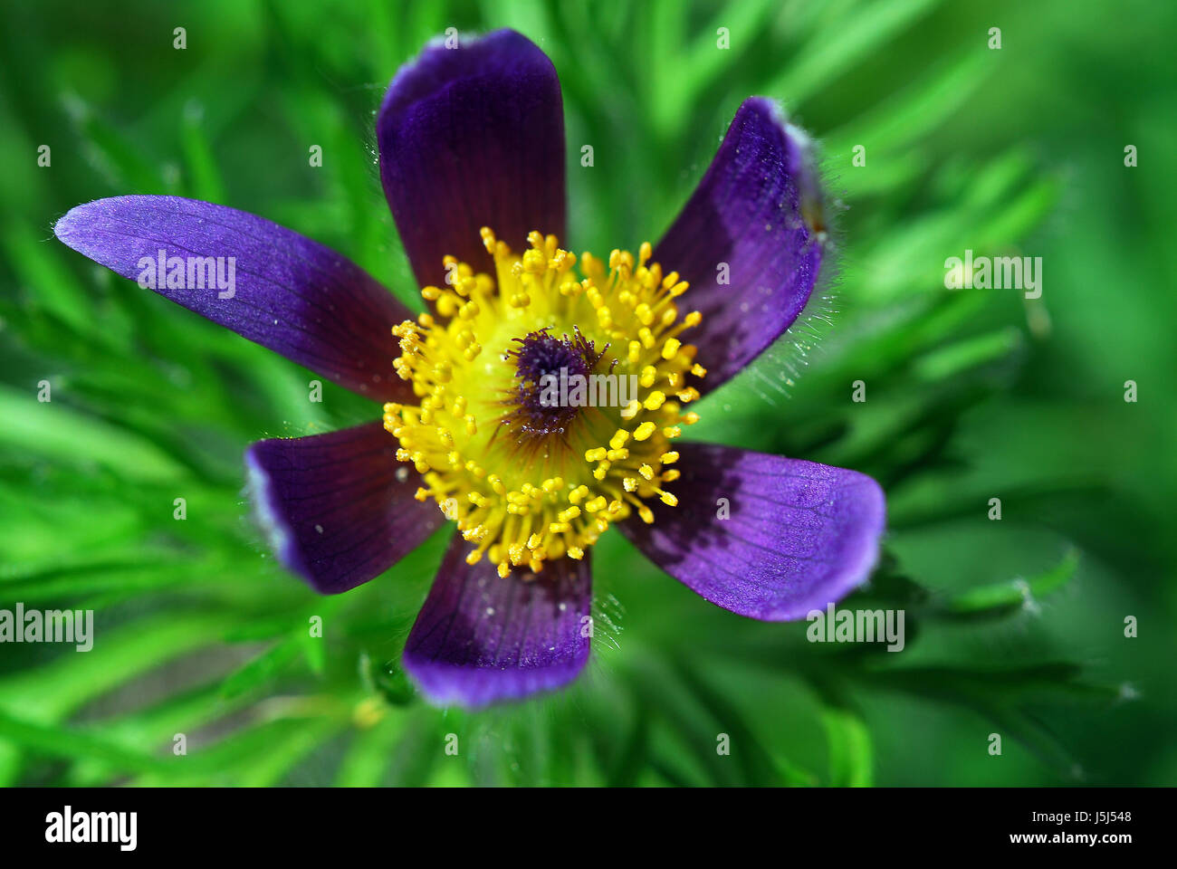 Pflanze Blume Blumen lila Glockenblume gelb Pflanzen giftig giftig  kuhschelle Stockfotografie - Alamy