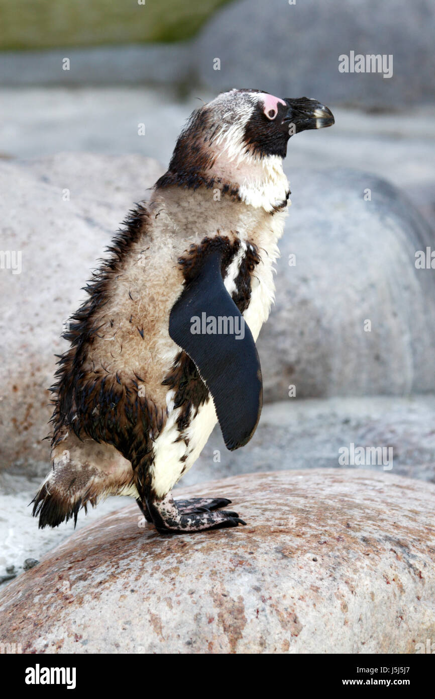 Stein tierischen Arktis Blick Blick Blick spähen betrachten Pinguin sehen Stockfoto