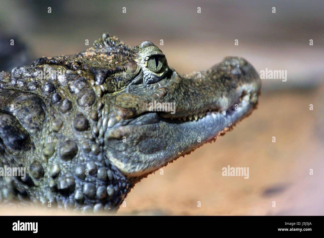 Reptil Krokodil Saurier Drachen Reptilien Alligator Mississippi-alligator Stockfoto