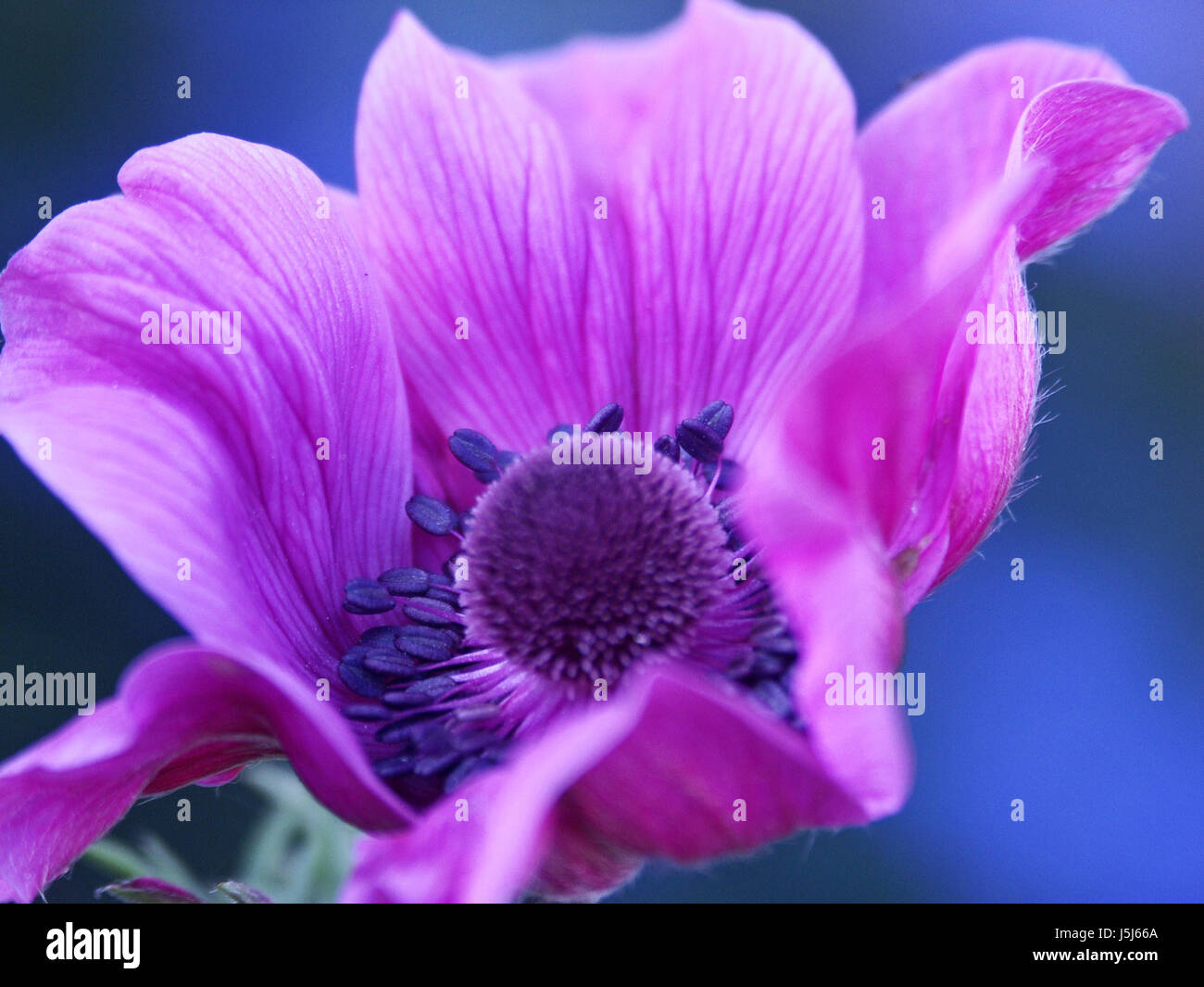 Anemone mit blauem Hintergrund Stockfoto