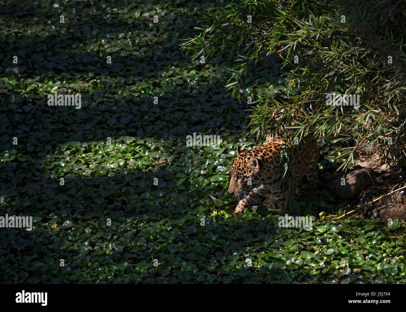 Ein Jaguar in Guatemala-Stadt-zoo Stockfoto
