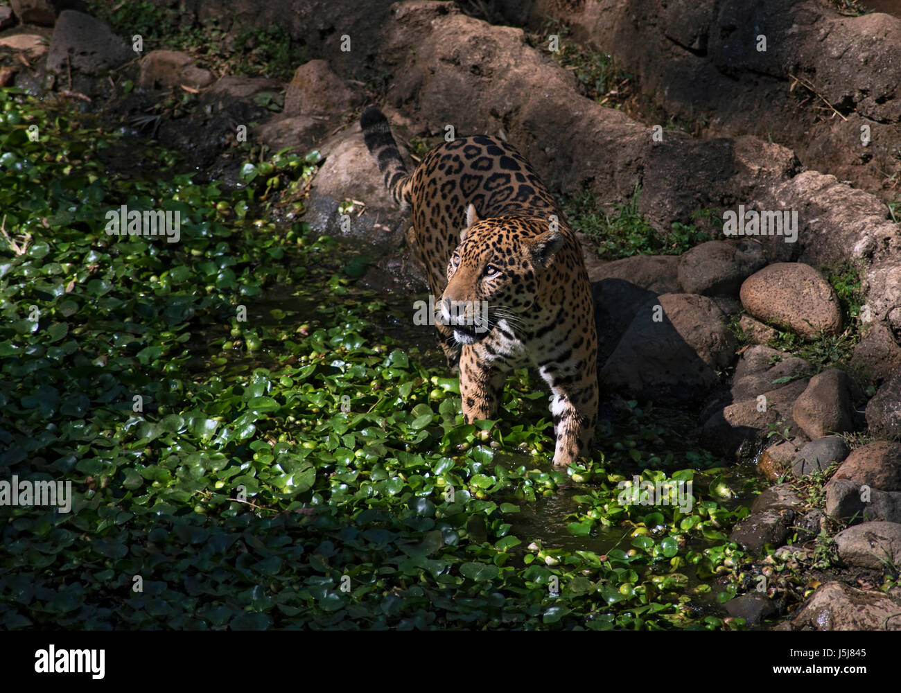 Ein Jaguar in Guatemala-Stadt-zoo Stockfoto