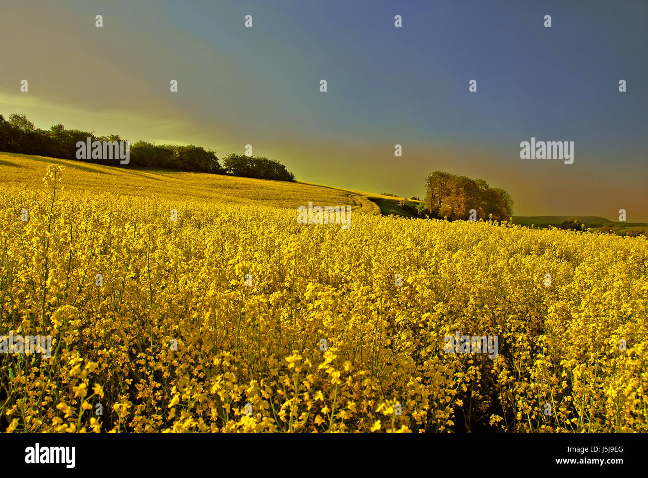 agrarische Baum Bäume blühen Blüte gedeihen blühenden Rapsfeld Raps Stockfoto