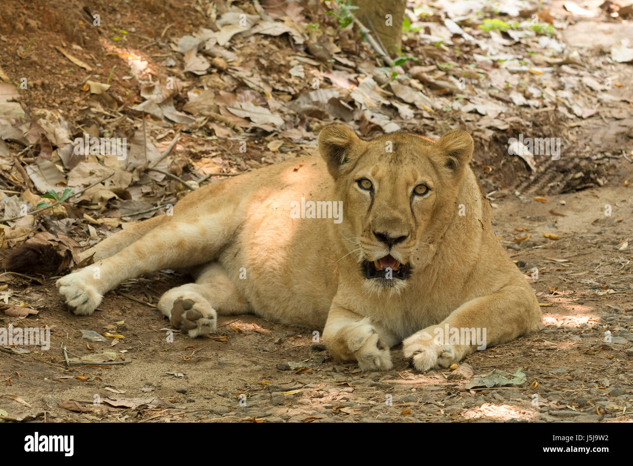 Asiatische Löwen ruhen im Schatten eines Baumes Stockfoto