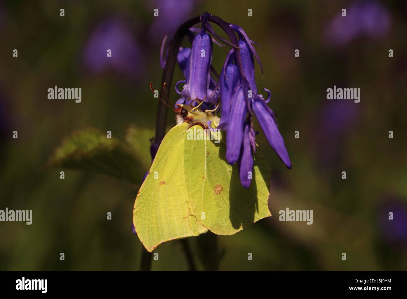 Brimstone Schmetterling (Nectaring auf Glockenblumen) Stockfoto
