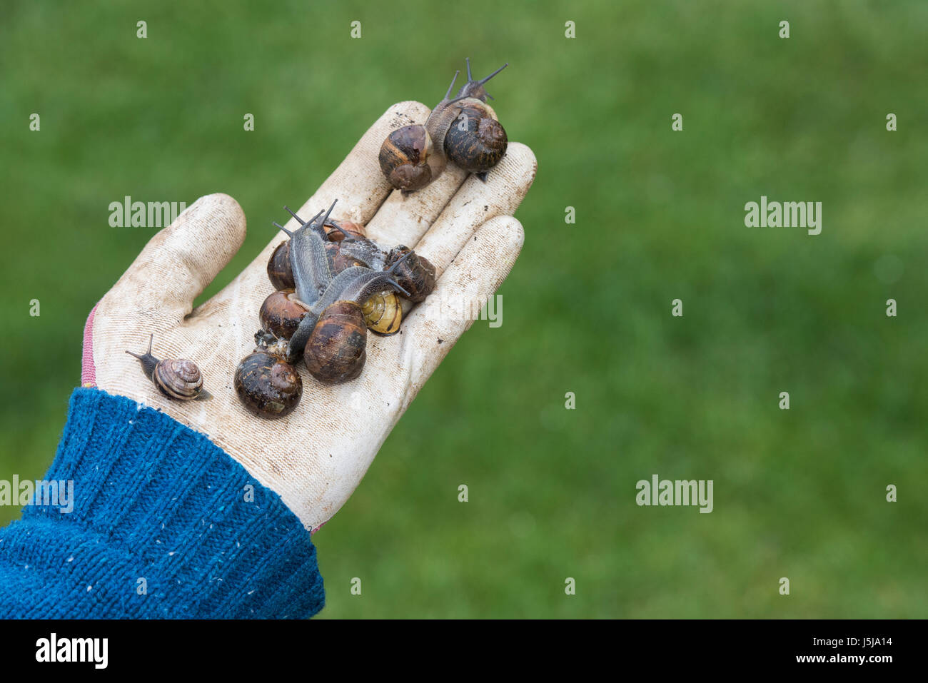 Cornu Aspersum. Garten Schnecken in einer Gärtner-Hand. UK Stockfoto