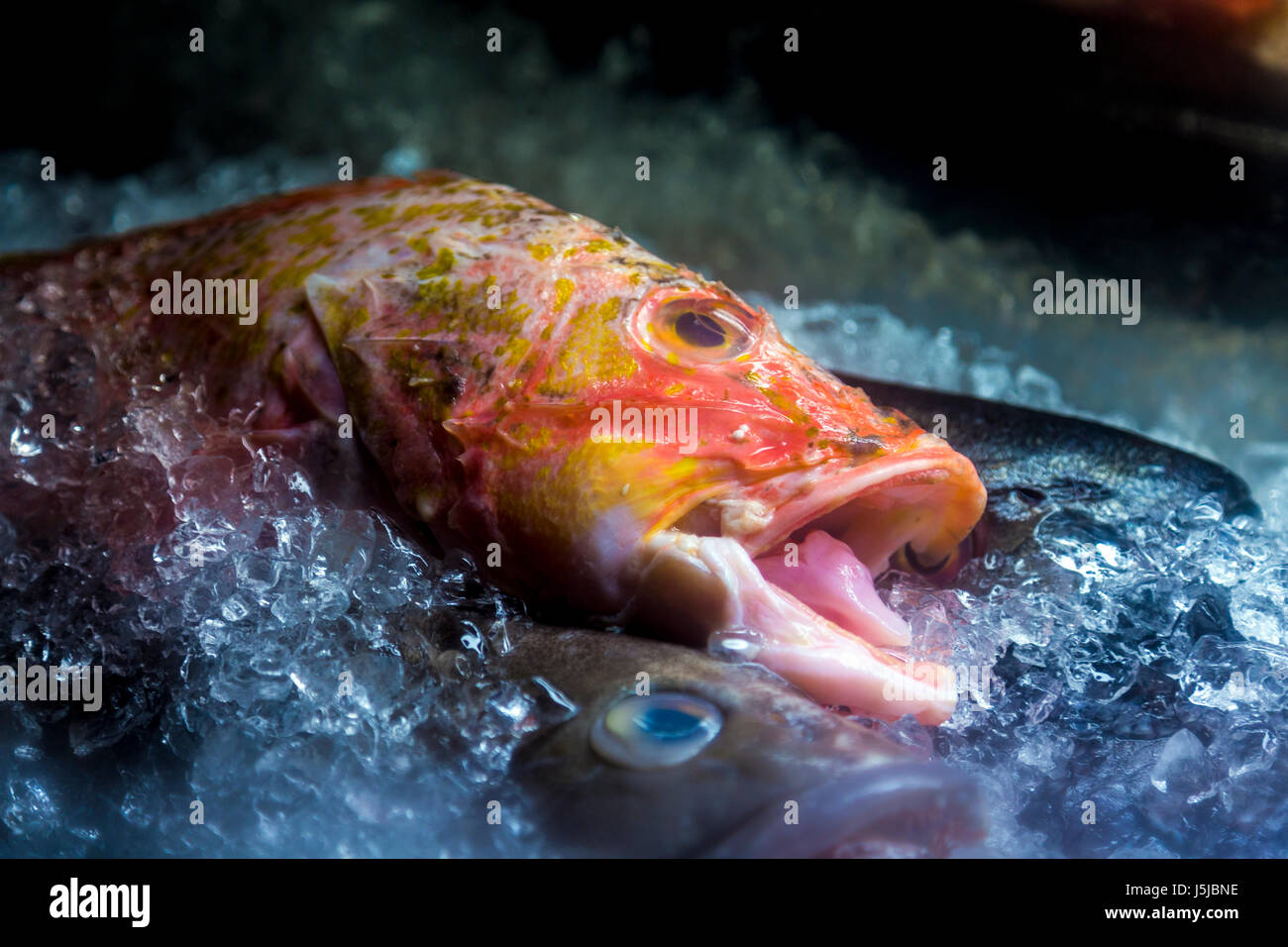 Fische Schnappen Nach Luft Kein Nitrit Fische, die nach luft schnappen -Fotos und -Bildmaterial in hoher