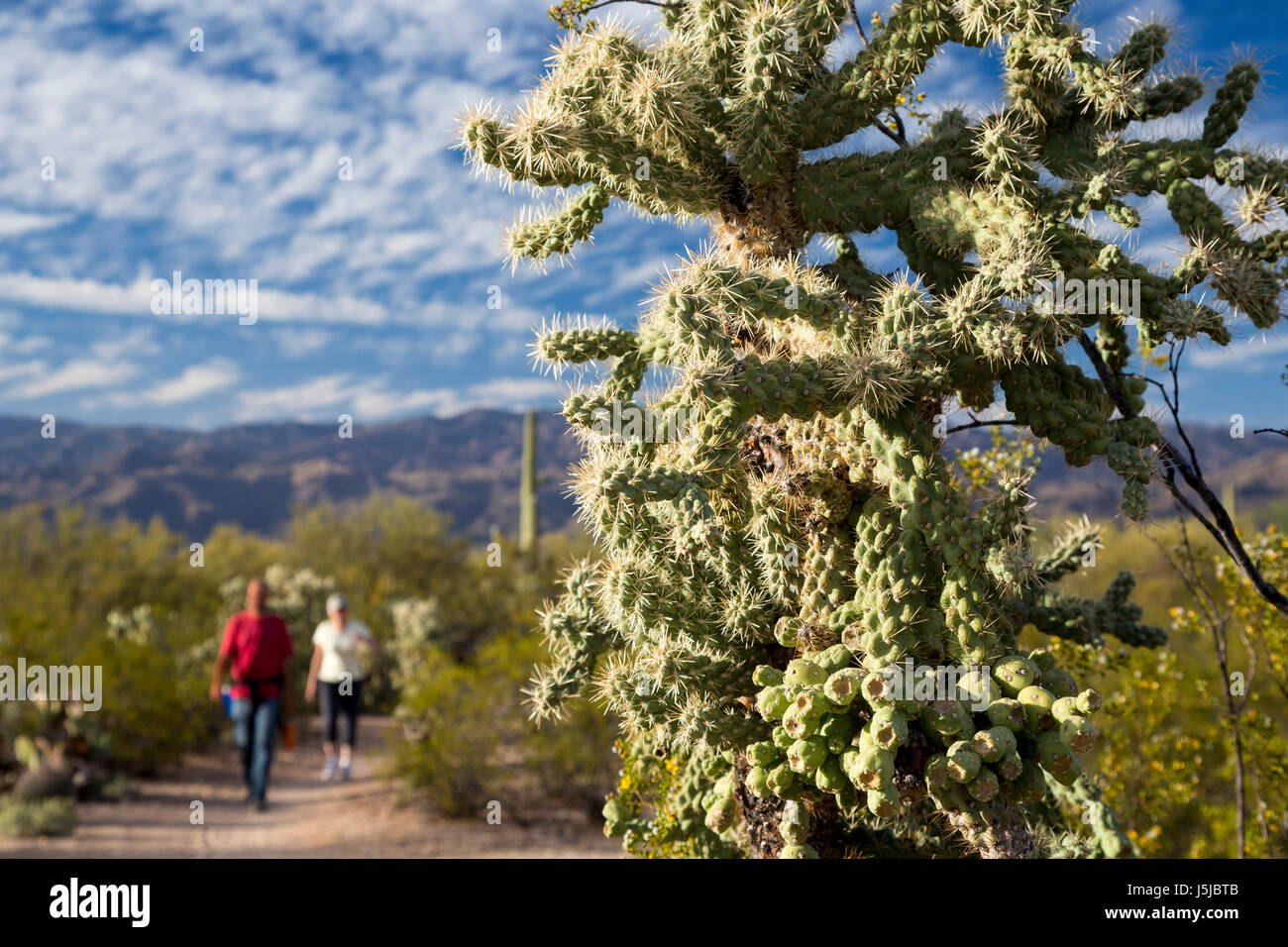 Tucson, Arizona - Wanderer zu Fuß vorbei Cholla Kaktus in der Kaktus-Wald im Rincon Mountain Bezirk der Saguaro National Park. Stockfoto