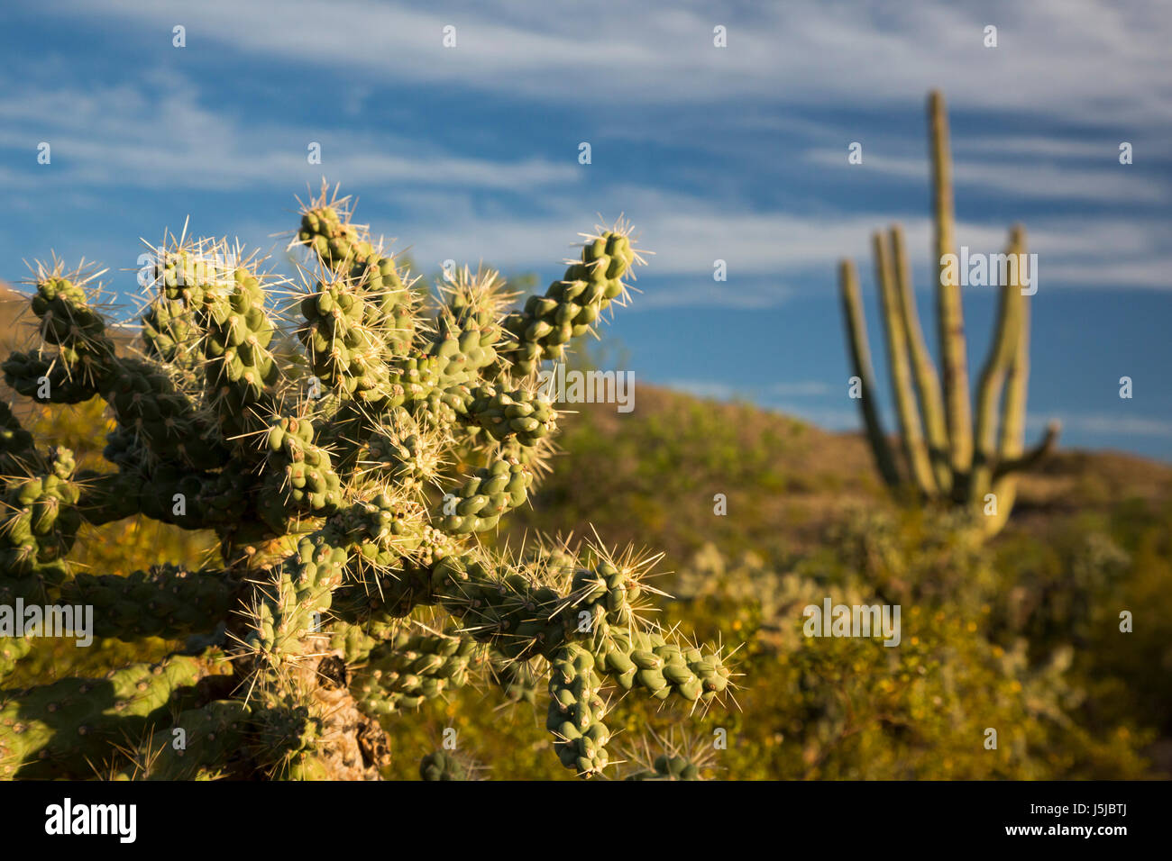 Tucson, Arizona - Cholla und Saguaro Kaktus in der Kaktus-Wald im Rincon Mountain Bezirk der Saguaro National Park. Stockfoto