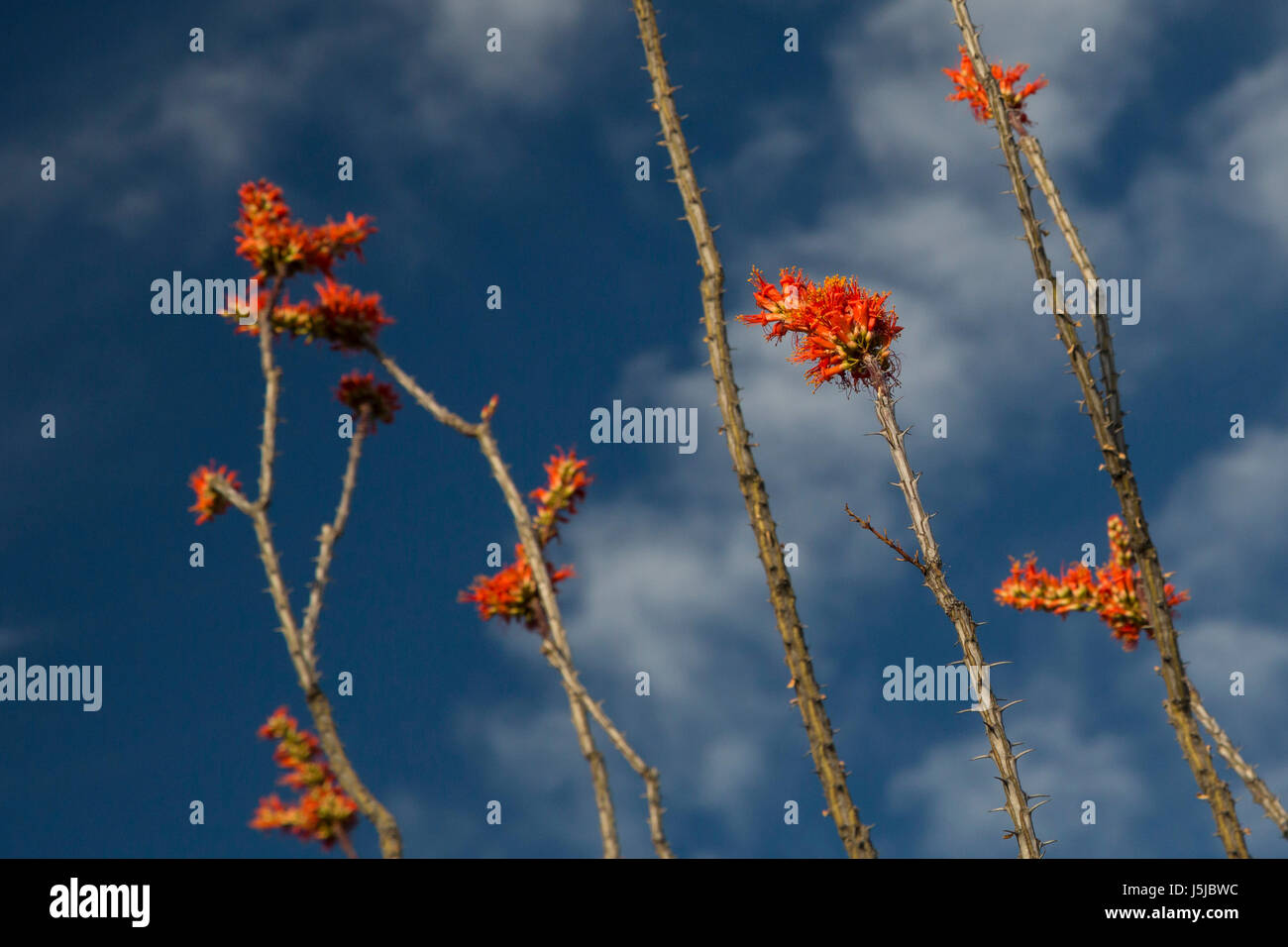 Tucson, Arizona - Ocotillo Kaktus (Fouquieria Splendens) in voller Blüte im Kaktus Wald im Rincon Mountain Bezirk der Saguaro National Park. Stockfoto