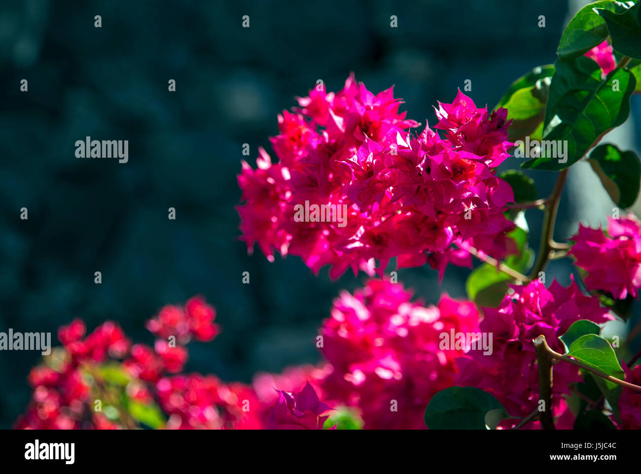 Blümchen Fuchsia (Bougainvillea Glabra) close-up, Teneriffa, Spanien Stockfoto