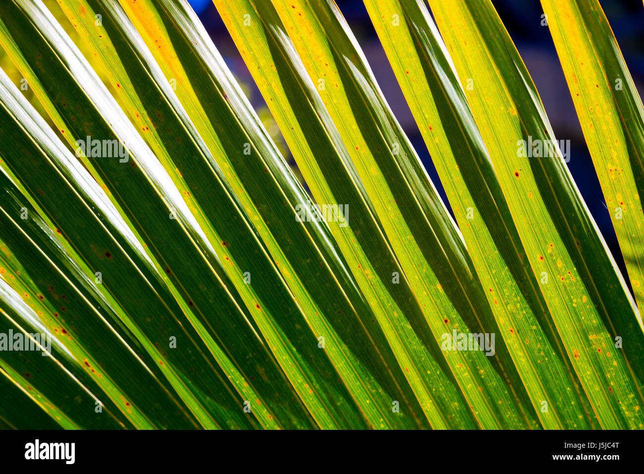 Nahaufnahme von exotischen Palmen Baum Blatt Stockfoto