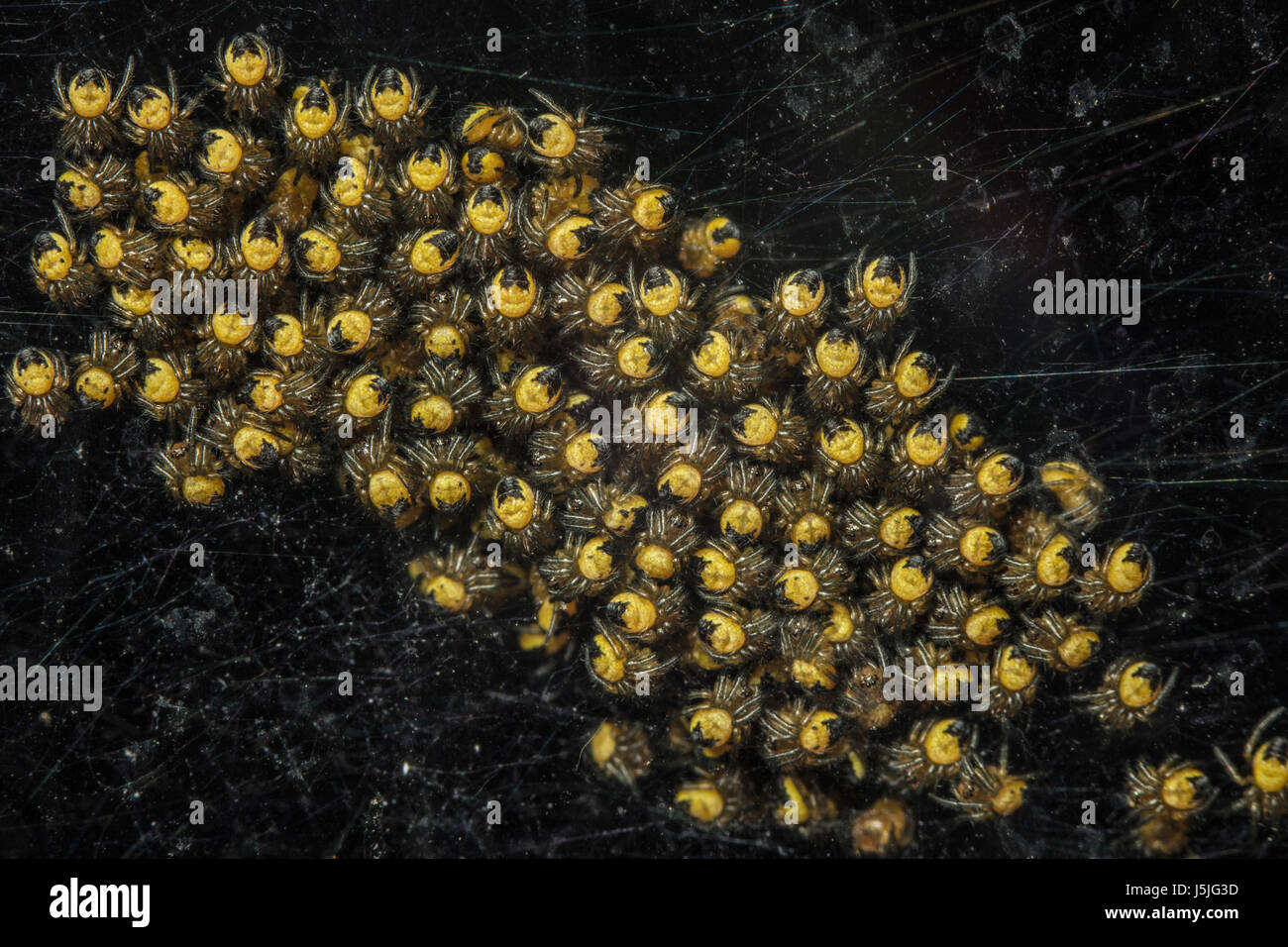 kleine gelbe Spinnen Stockfotografie Alamy
