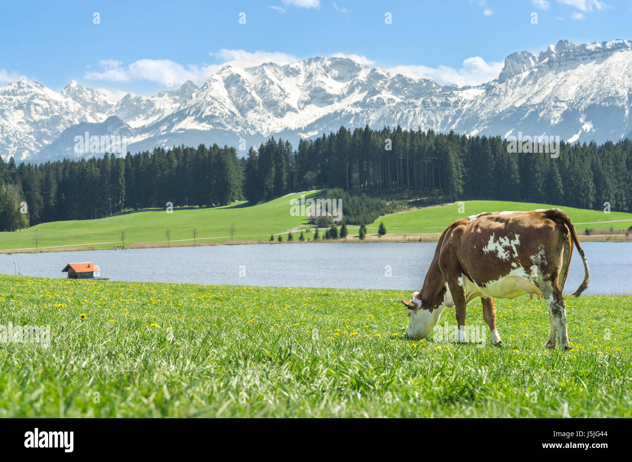 Kuh auf grünem Gras auf See und Alpen. Stockfoto