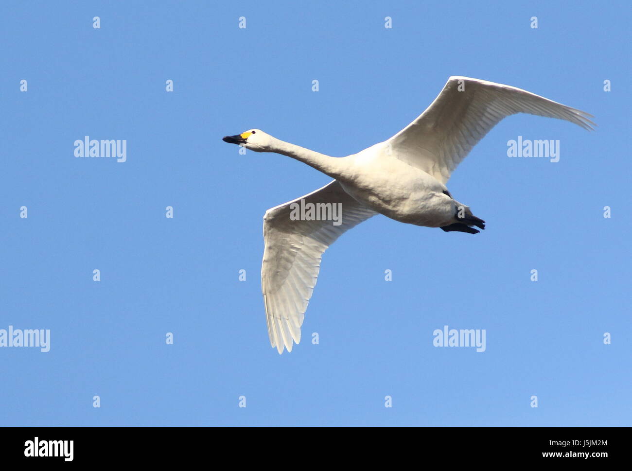 Eurasische Singschwan (Cygnus Cygnus) im schnellen Flug vor blauem Himmel. Stockfoto