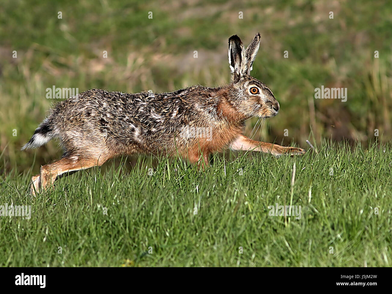 Nahaufnahme eines schnell laufenden männlichen europäischen braunen Hasen (Lepus Europaeus) auf einer Wiese, Stockfoto