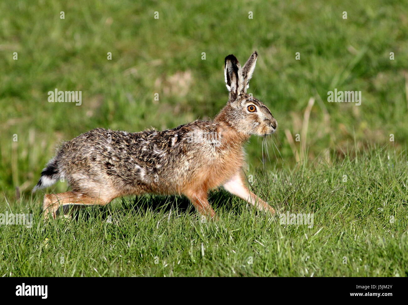 Nahaufnahme eines schnell laufenden männlichen europäischen braunen Hasen (Lepus Europaeus) auf einer Wiese, Stockfoto