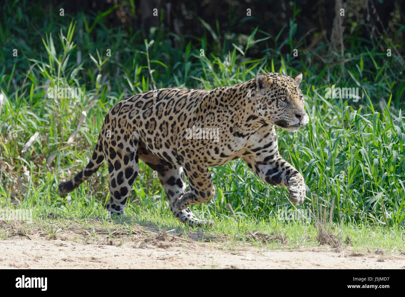 Männliche Jaguar (Panthera Onca) laufen und jagen, Cuiaba Fluss, Pantanal, Mato Grosso, Brasilien Stockfoto