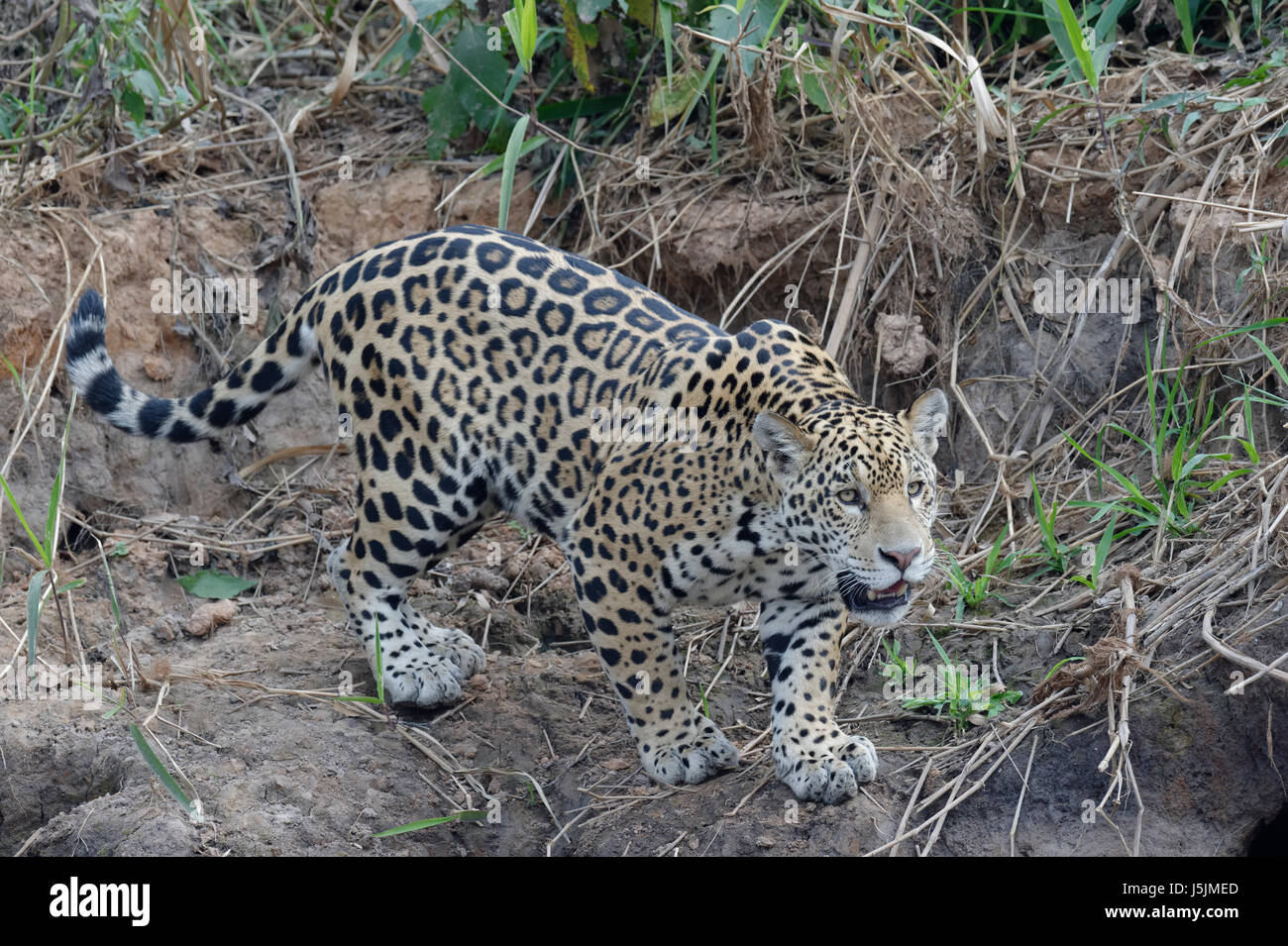 Junge Jaguar (Panthera Onca) stalking auf Ufer, Cuiaba Fluss, Pantanal, Bundesstaat Mato Grosso, Brasilien Stockfoto