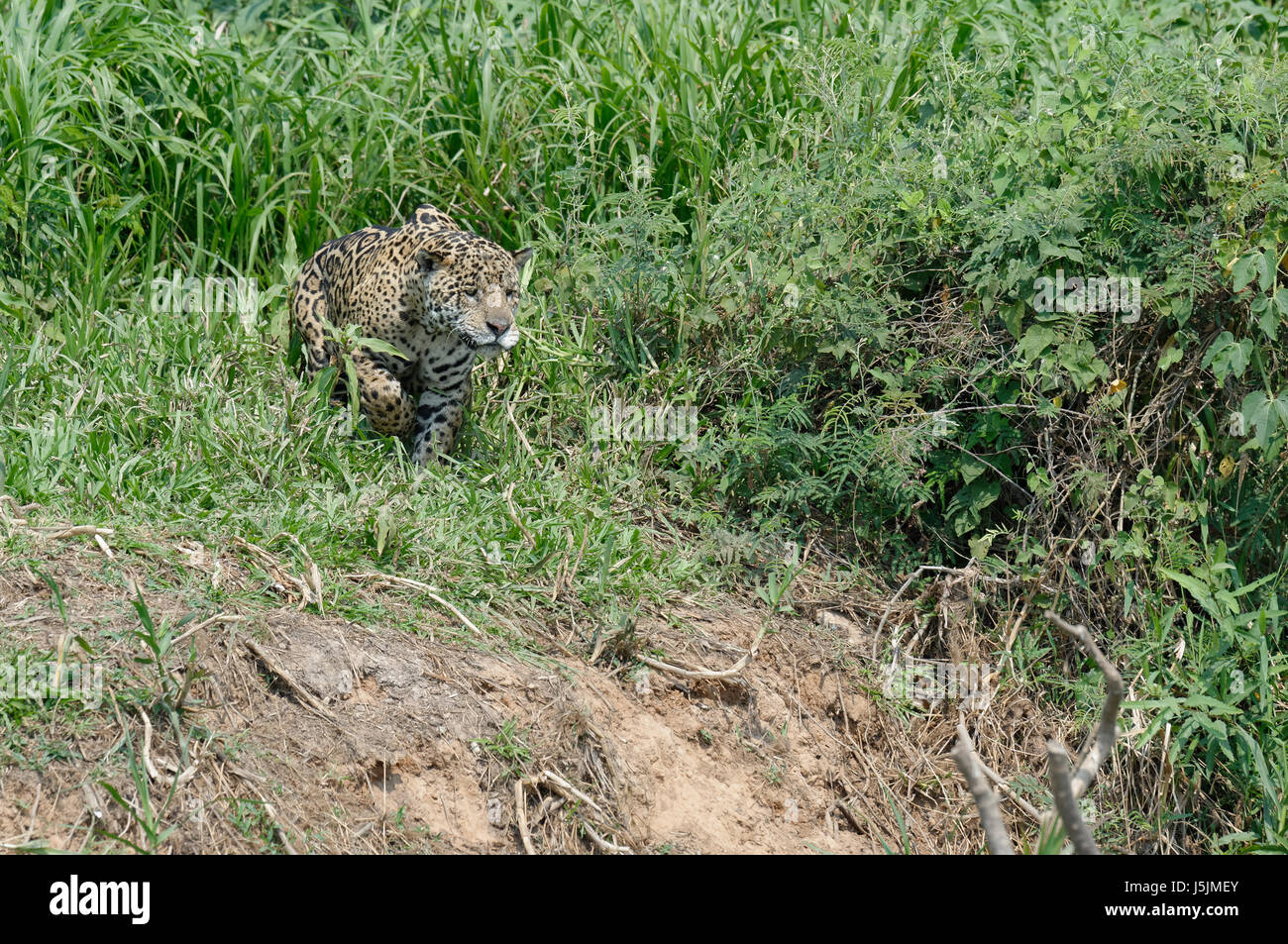 Männliche Jaguar (Panthera Onca) stalking auf Ufer, Cuiaba Fluss, Pantanal, Bundesstaat Mato Grosso, Brasilien Stockfoto