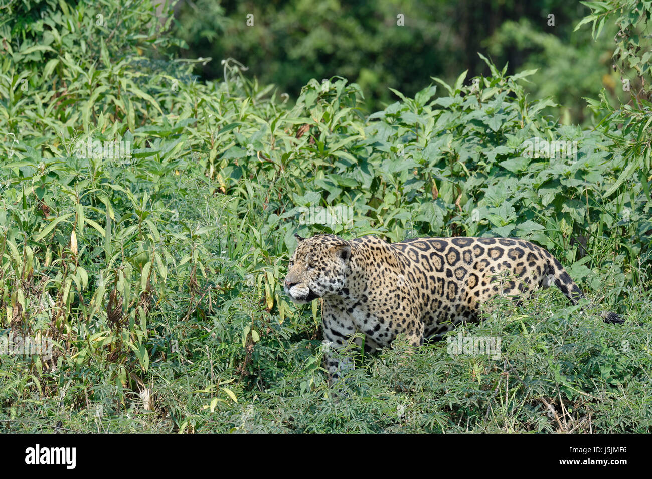 Männliche Jaguar (Panthera Onca) stalking auf Ufer, Cuiaba Fluss, Pantanal, Bundesstaat Mato Grosso, Brasilien Stockfoto