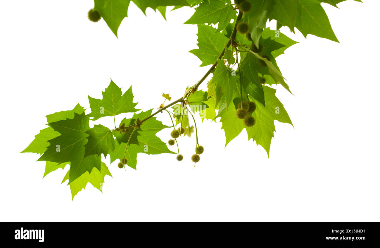 Platane-Zweig mit jungen Samen Kugeln isoliert auf weißem Hintergrund Stockfoto