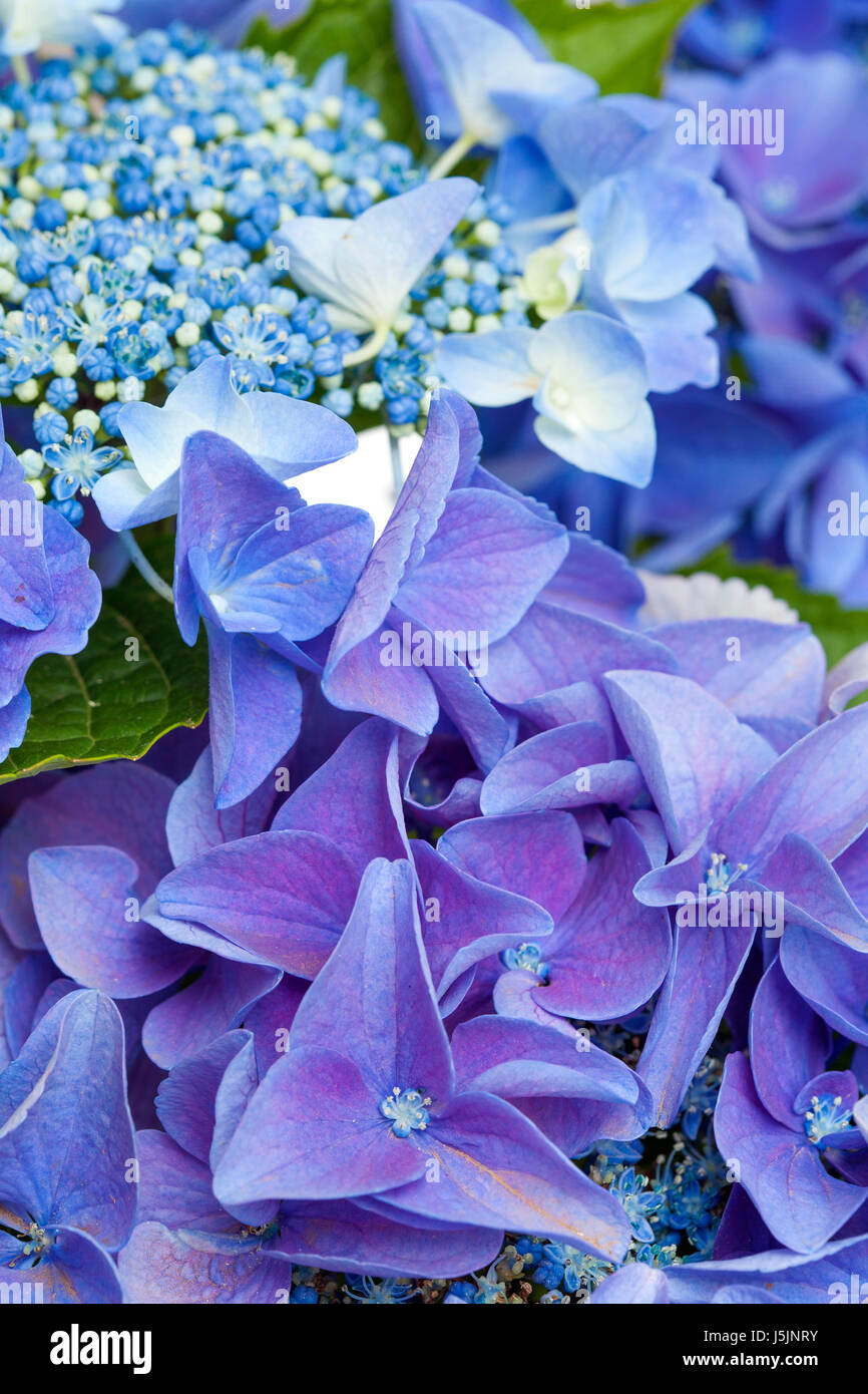 Blaue Hortensie natürlichen Blumen Hintergrund Stockfoto