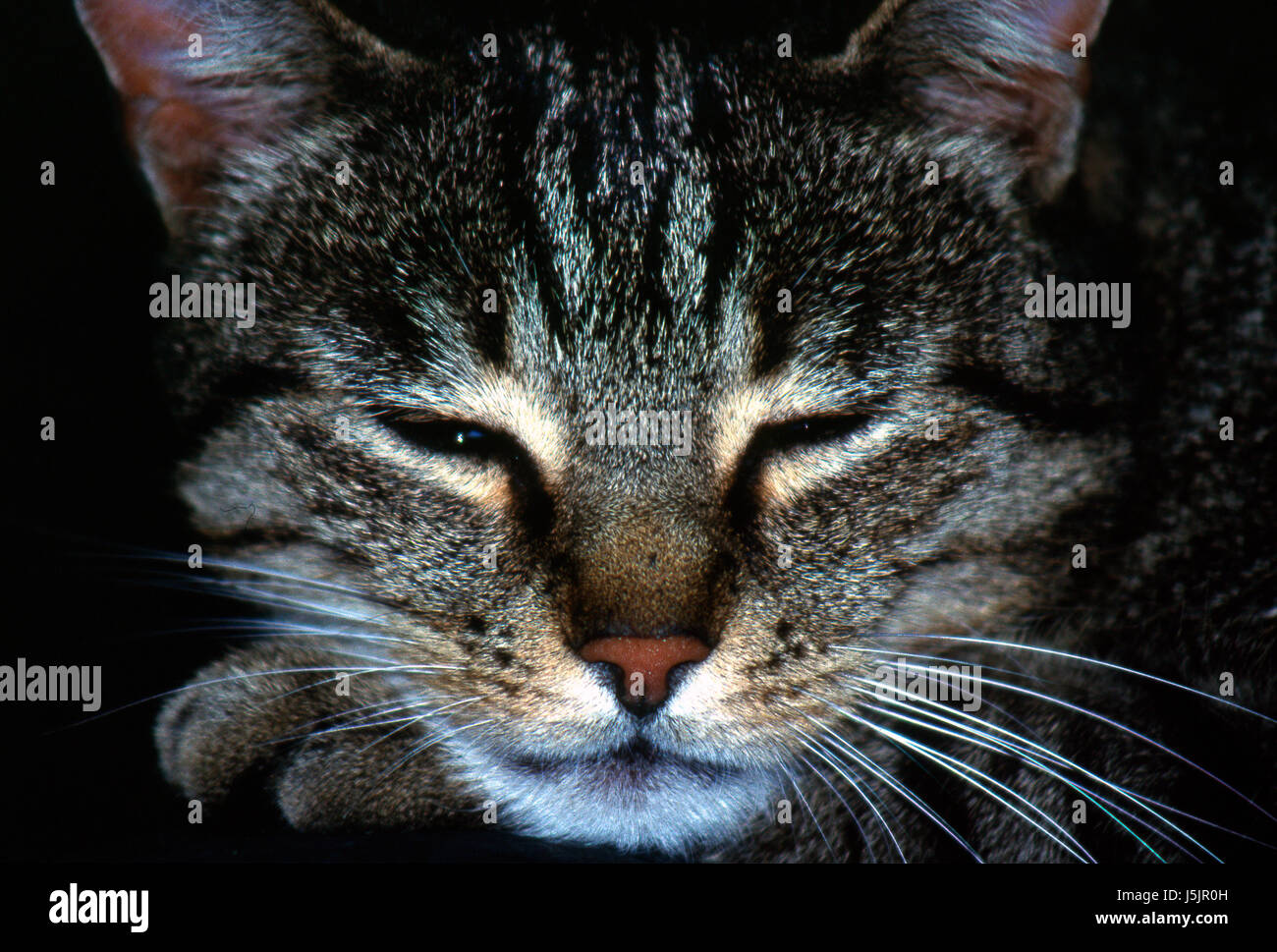 Glanz strahlt hell lucent leichte heitere leuchtende Makro Nahaufnahme Makro Aufnahme Stockfoto