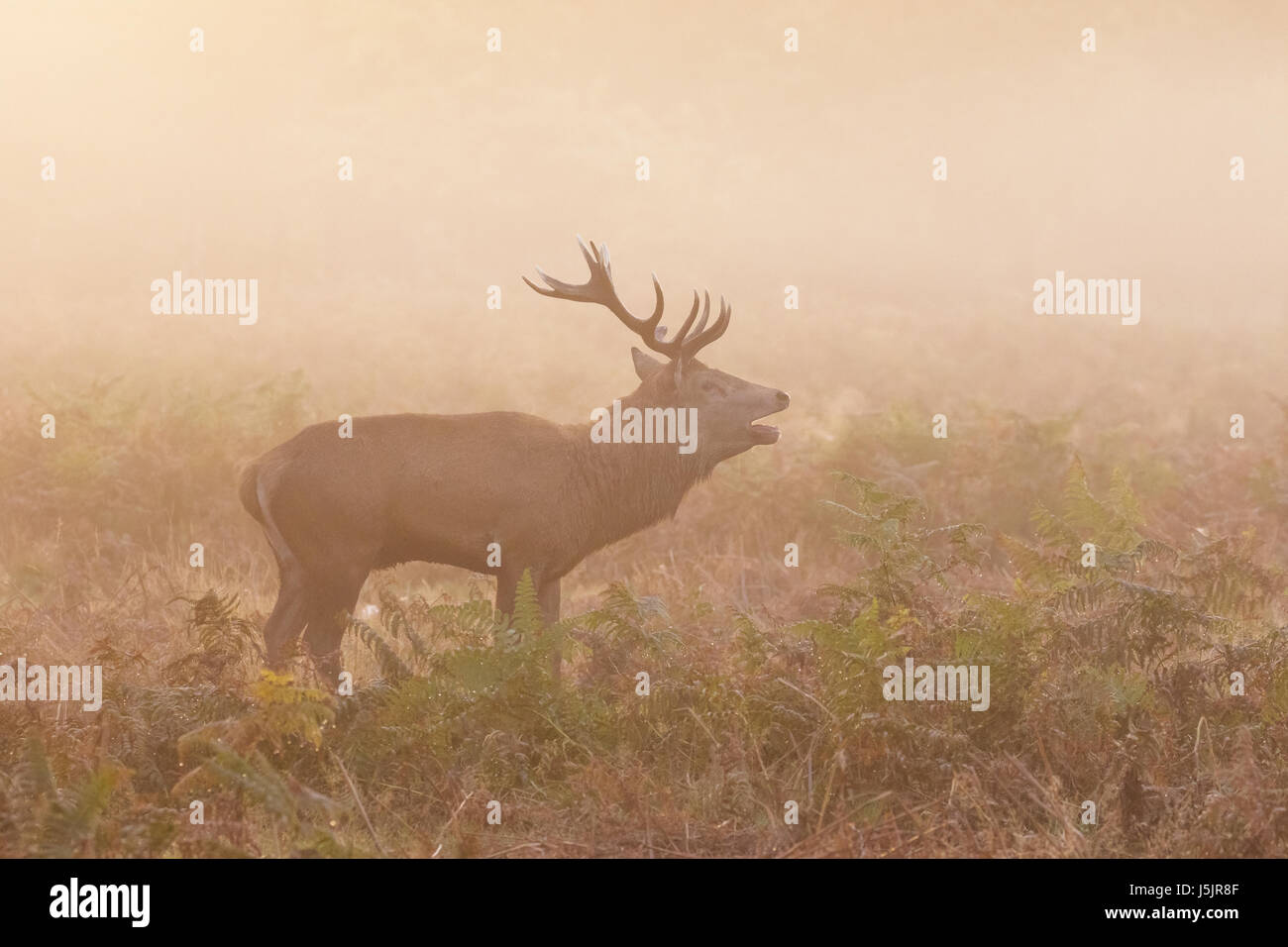 Rotwild-Hirsch (Cervus Elaphus) brüllen, Gebrüll aufrufenden zeigen Atem, an einem kalten Morgen Stockfoto