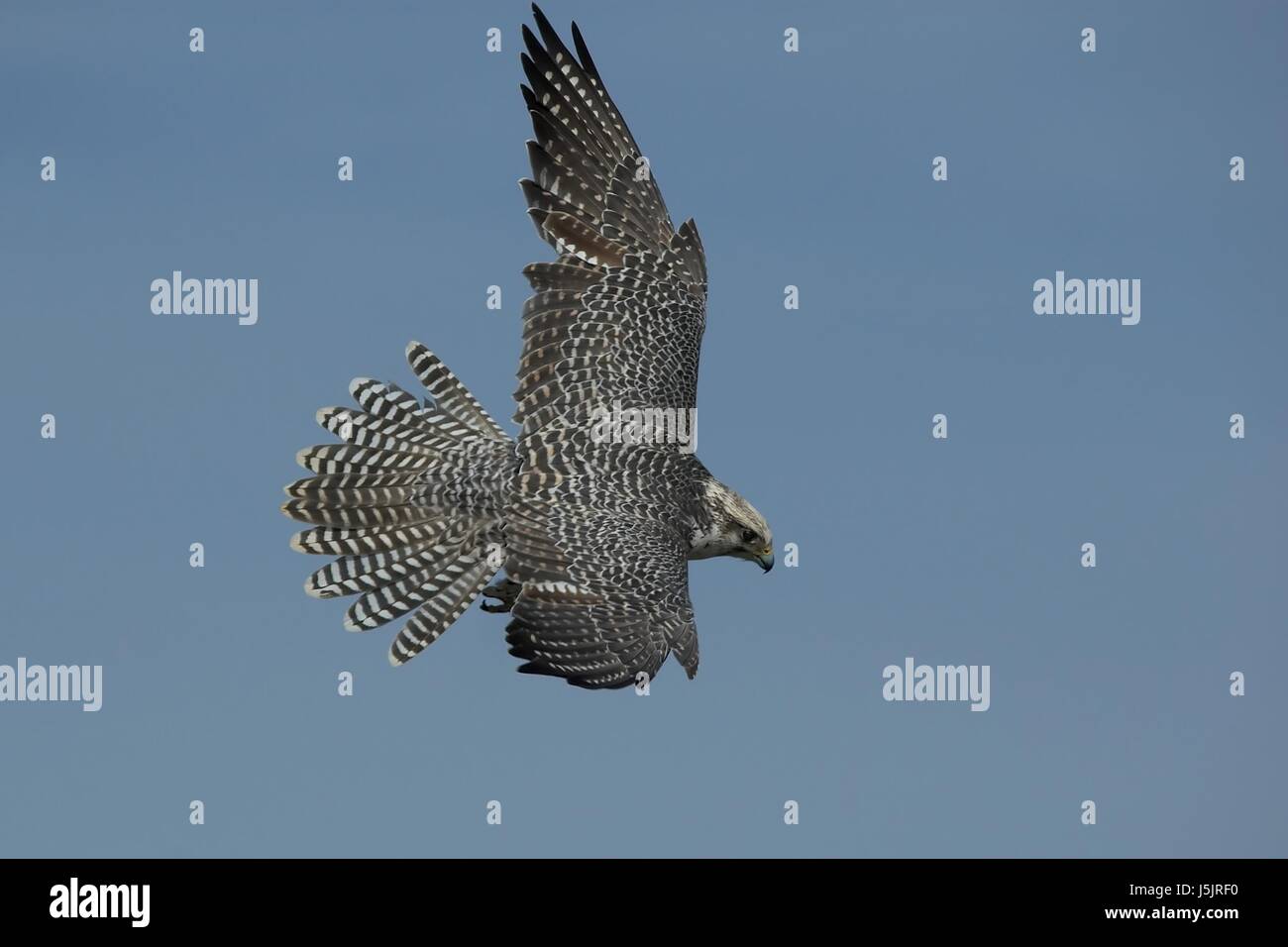 blauer Flug Falke Raptor seitliche Tele Befederung offen Firmament Himmel schnell schnell Stockfoto