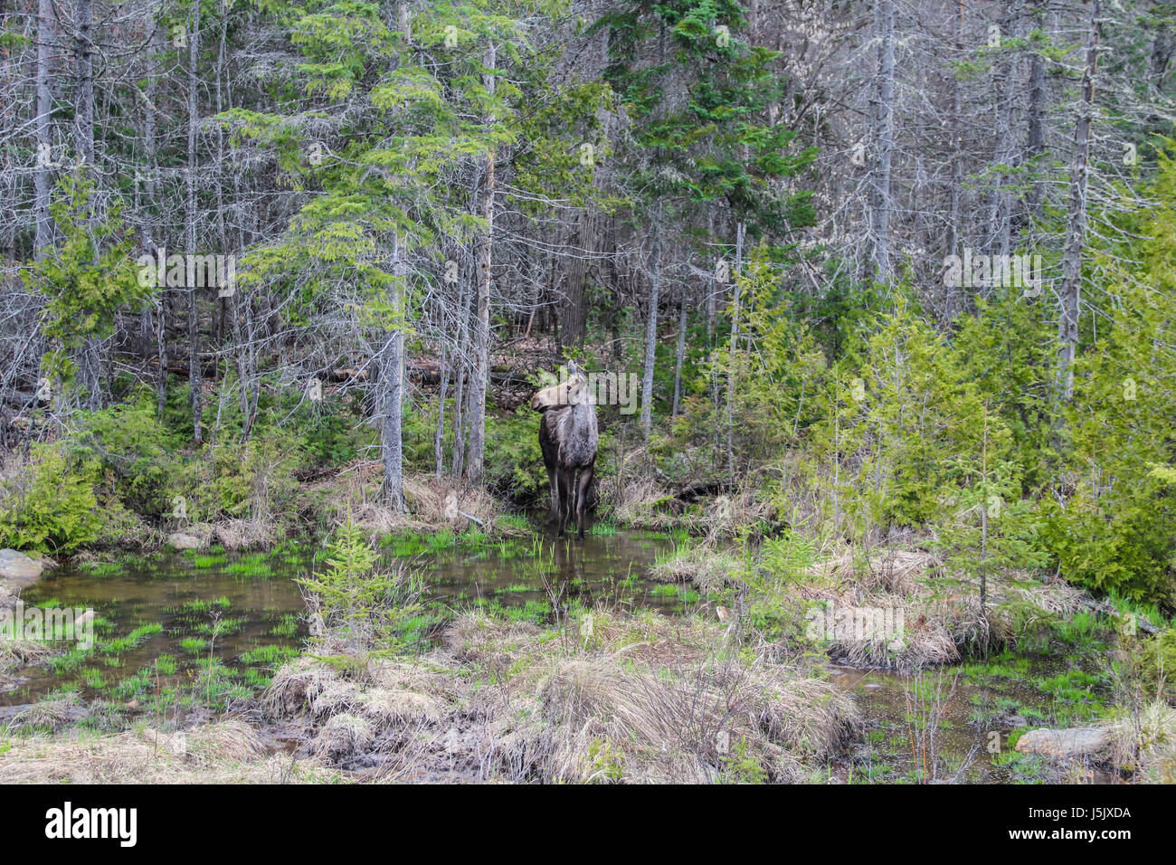 Elche im Wald in der Nähe von Wasser, Algonquin Provincial Park, Ontario, Kanada, Frühling, Mai Stockfoto